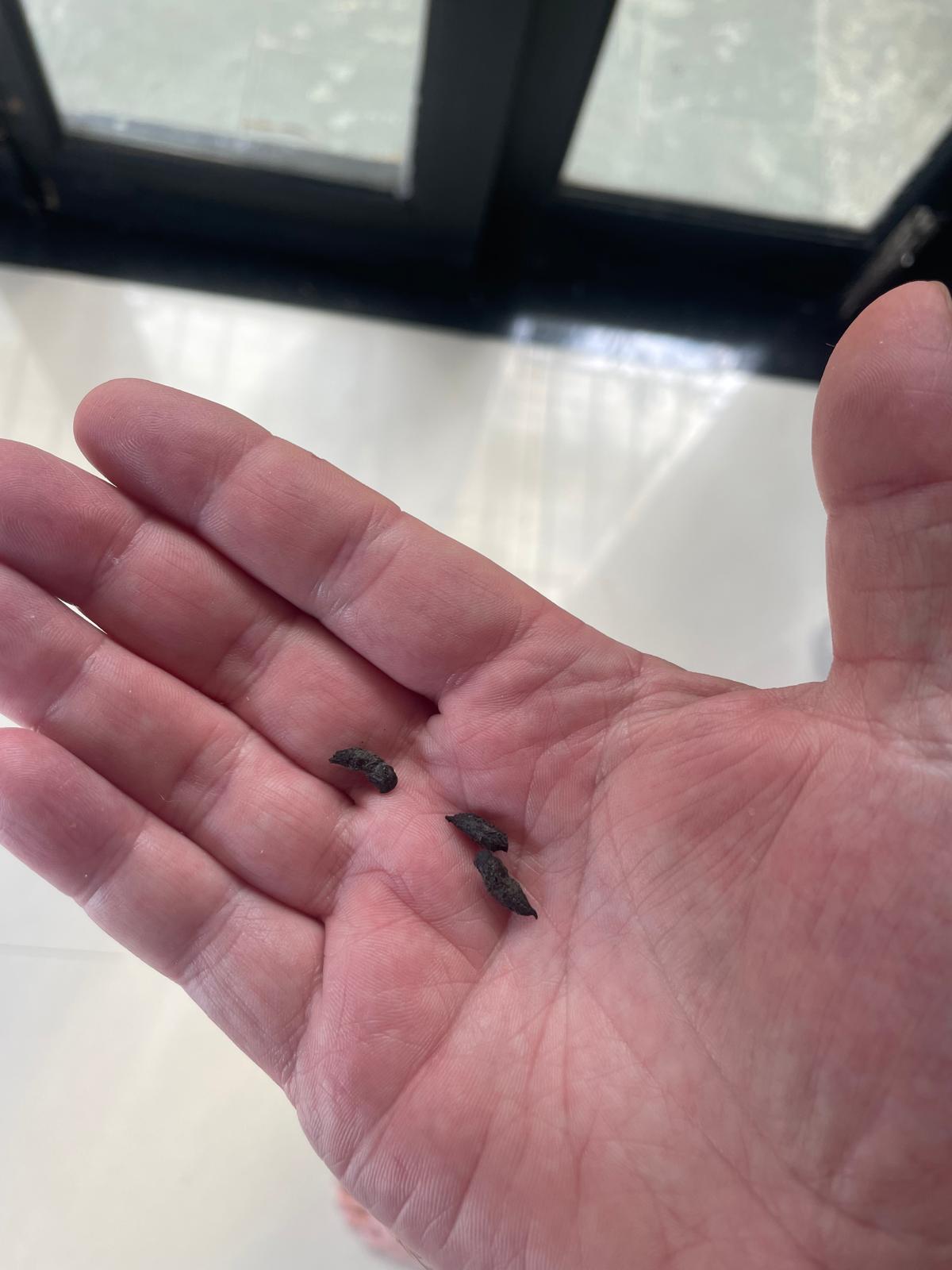 A few small dark rat droppings held in the palm of a hand