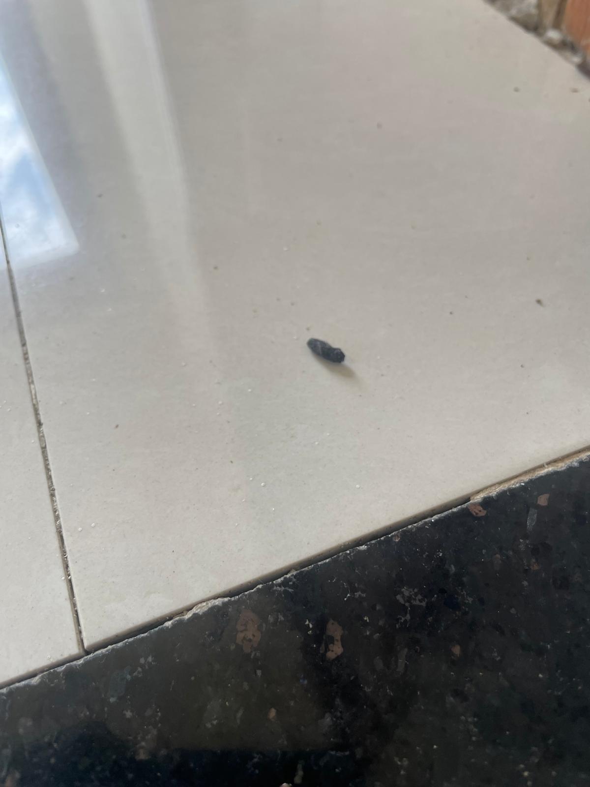 A single dark dropping on a white kitchen countertop